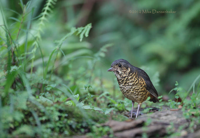 Undulated Antpitta (Grallaria squamigera) photo