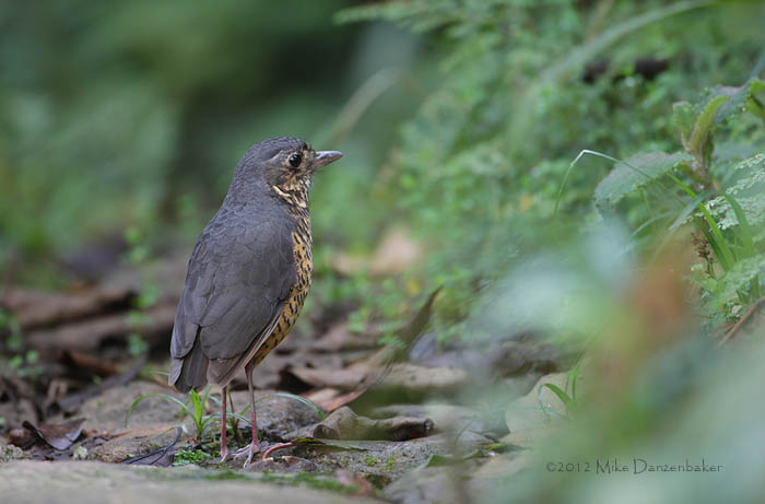 Undulated Antpitta (Grallaria squamigera) photo