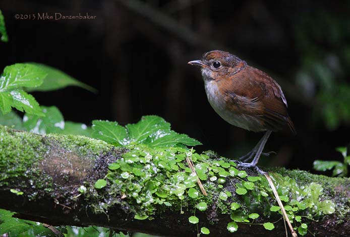 White-bellied Antpitta (Grallaria hypoleuca) photo image