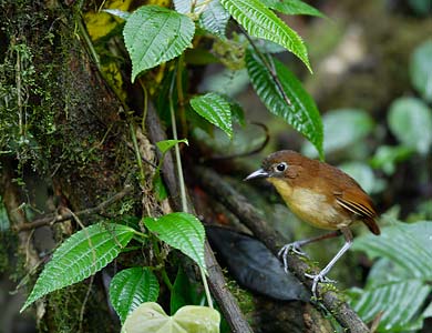 Yellow-breasted Antpitta (Grallaria flavotincta) photo image