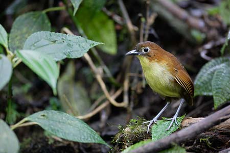 Yellow-breasted Antpitta (Grallaria flavotincta) photo image