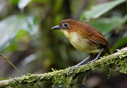 Yellow-breasted Antpitta (Grallaria flavotincta) photo image