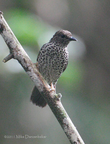 Red-fronted Antpecker (Parmoptila rubrifrons) photo