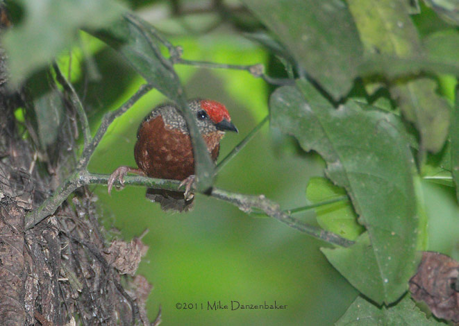 Red-fronted Antpecker (Parmoptila rubrifrons) photo