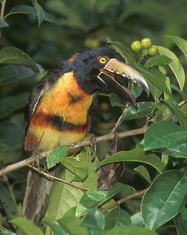 Collared Aracari (Pteroglossus torquatus) photo image