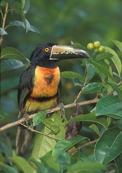 Collared Aracari (Pteroglossus torquatus) photo