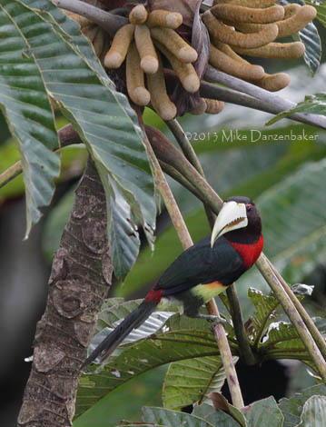 Ivory-billed Aracari (Pteroglossus azara) photo image