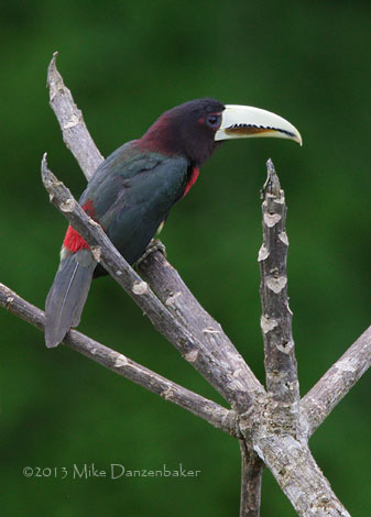 Ivory-billed Aracari (Pteroglossus azara) photo