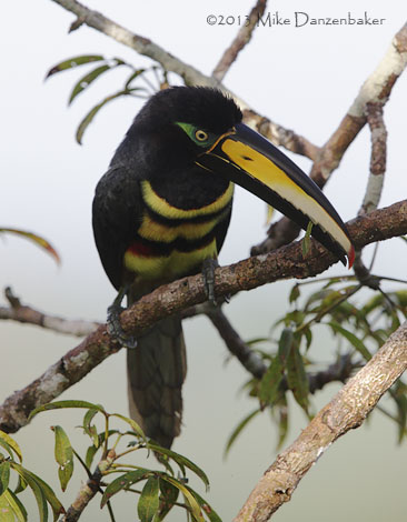 Many-banded Aracari (Pteroglossus pluricinctus) photo image