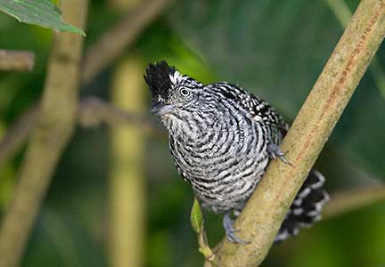 Barred Antshrike (Thamnophilus doliatus) photo image