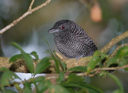 Fasciated Antshrike (Cymbilaimus lineatus) photo image