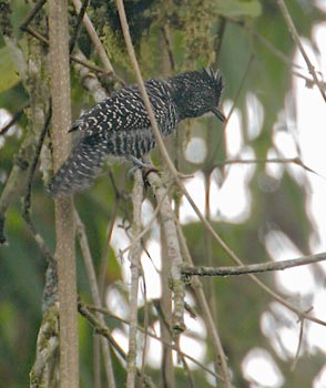 Lined Antshrike (Thamnophilus tenuepunctatus) photo image