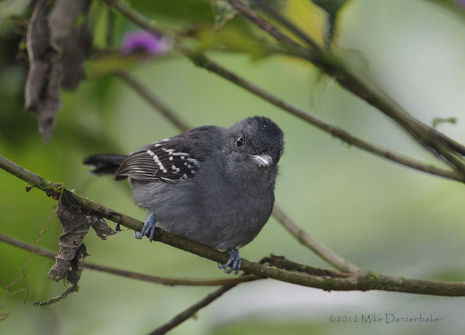 Western Slaty Antshrike (Thamnophilus atrinucha) photo image