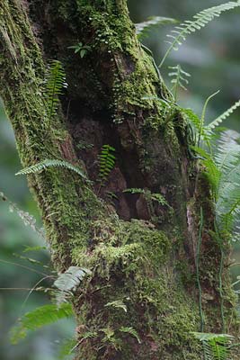 Black-faced Antthrush (Formicarius analis) photo