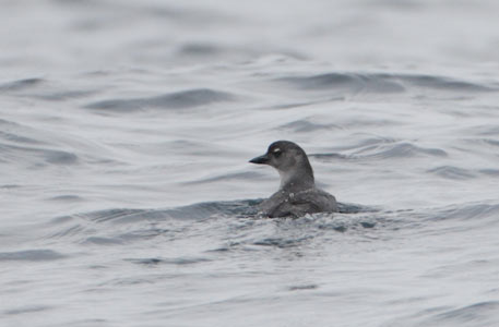 Cassin's Auklet (Ptychoramphus aleuticus) photo
