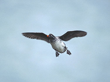 Parakeet Auklet (Aethia psittacula) photo image