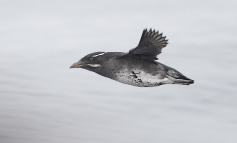 Rhinoceros Auklet (Cerorhinca monocerata) photo image