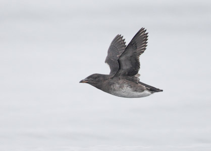Rhinoceros Auklet (Cerorhinca monocerata) photo image