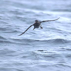 Rhinoceros Auklet (Cerorhinca monocerata) photo image