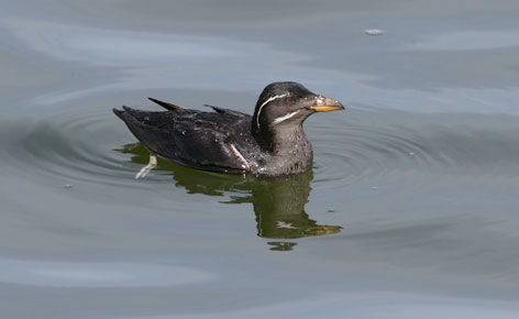 Rhinoceros Auklet (Cerorhinca monocerata) photo image