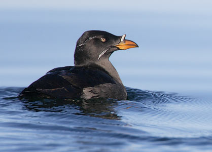 Rhinoceros Auklet (Cerorhinca monocerata) photo image