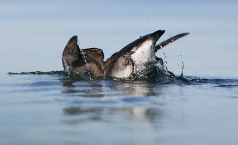 Rhinoceros Auklet (Cerorhinca monocerata) photo image