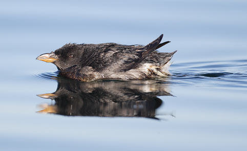 Rhinoceros Auklet (Cerorhinca monocerata) photo image
