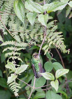 Mountain Avocetbill (Opisthoprora euryptera) photo image