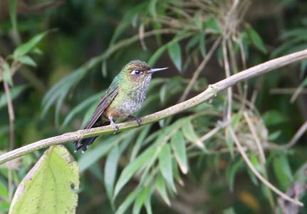 Mountain Avocetbill (Opisthoprora euryptera) photo image