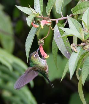 Mountain Avocetbill (Opisthoprora euryptera) photo image