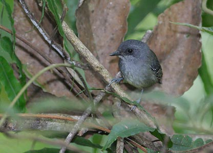 Plain Antvireo (Dysithamnus mentalis) photo image