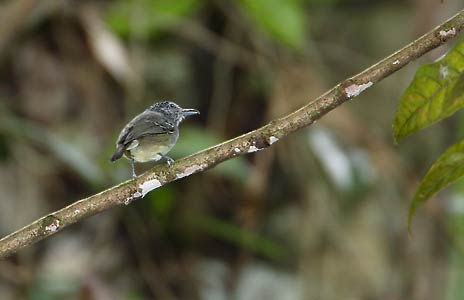 Spot-crowned Antvireo (Dysithamnus puncticeps) photo image