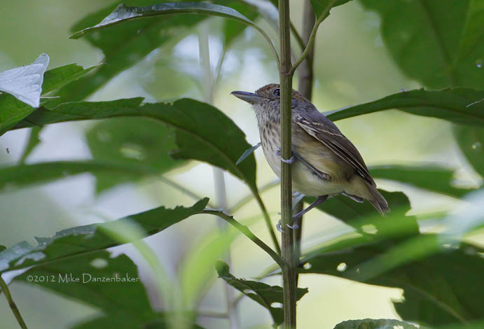 Streak-crowned Antvireo (Dysithamnus striaticeps) photo image