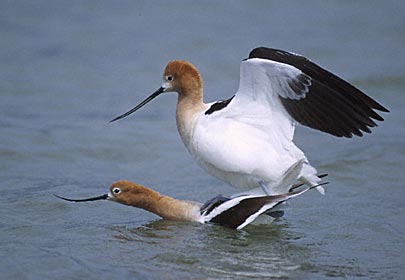 American Avocet (Recurvirostra americana) photo image