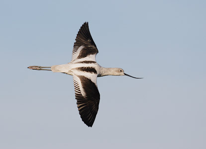 American Avocet (Recurvirostra americana) photo