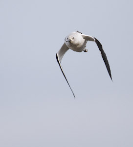American Avocet (Recurvirostra americana) photo