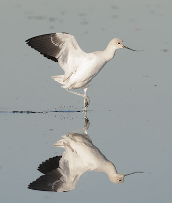 American Avocet (Recurvirostra americana) photo