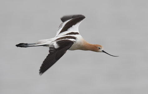 American Avocet (Recurvirostra americana) photo
