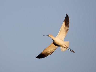 American Avocet (Recurvirostra americana) photo image
