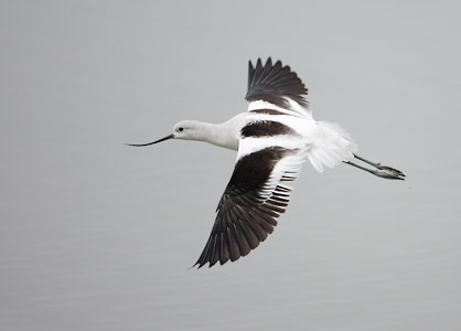 American Avocet (Recurvirostra americana) photo