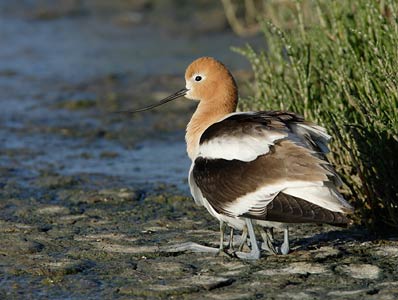 American Avocet (Recurvirostra americana) photo