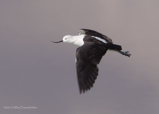 Andean Avocet (Recurvirostra andina) photo image