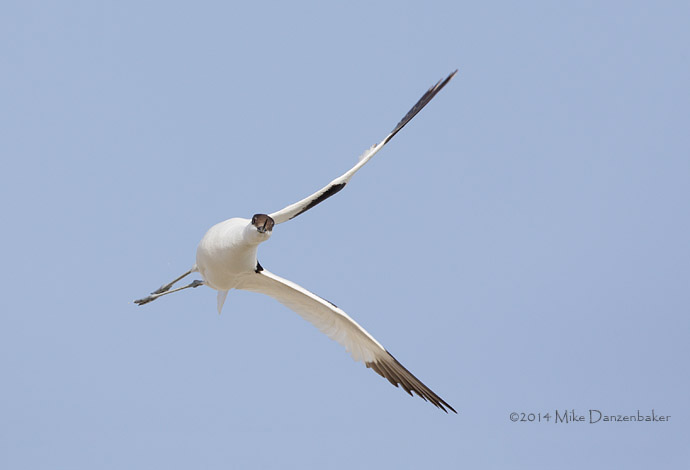 Pied Avocet (Recurvirostra avosetta) photo