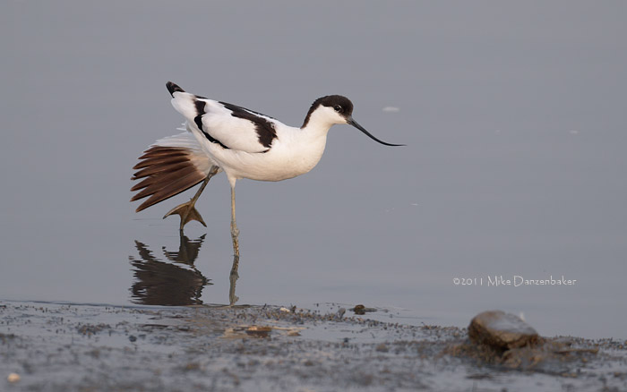Pied Avocet (Recurvirostra avosetta) photo