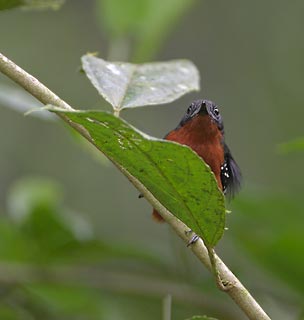 Dot-winged Antwren (Microhopias quixensis) photo