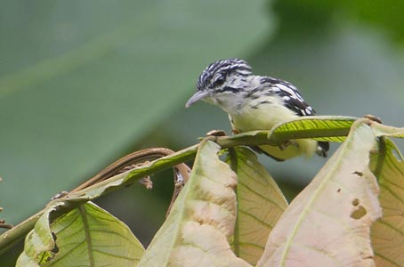 Moustached Antwren (Myrmotherula ignota) photo image