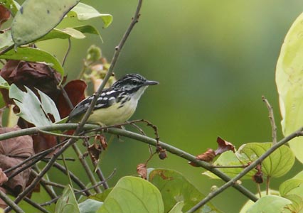Short-billed Antwren (Myrmotherula ignota obscura) photo image
