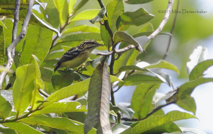 Short-billed Antwren (Myrmotherula ignota obscura) photo image