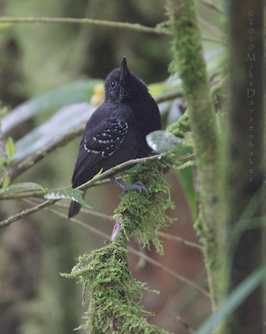 Slaty Antwren (Myrmotherula schisticolor) photo image