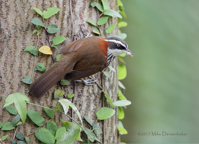 Taiwan Scimitar Babbler (Pomatorhinus musicus) photo image